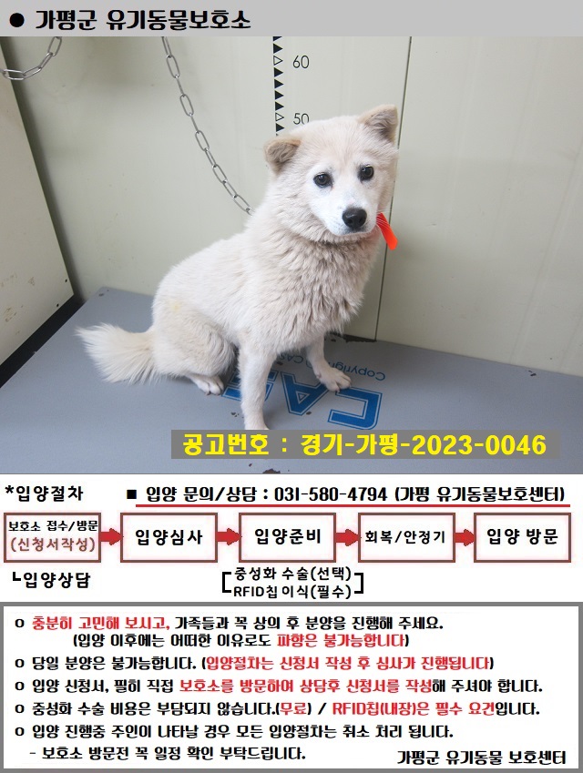 믹스견 이미지 파일 입니다.